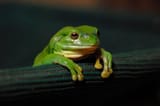 Frog story
