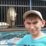 caged bear