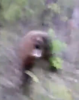 kickingabear