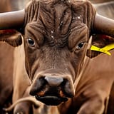 seriously-bull