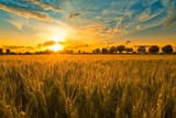 Sunset Fields