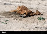 dead-cow-in-the-california-desert-MHN31Y