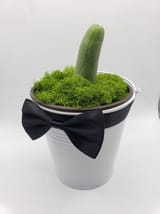 Richard-the-Dressed-Up-Penis-Cactus-Cactus-Small-Exact-Type