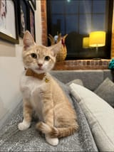 mister bow tie kitty
