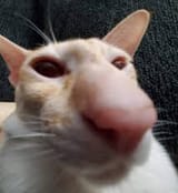 UNH