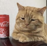 bitsadcato