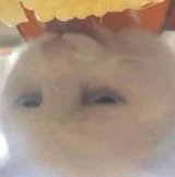 1753932321827978