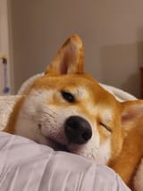 shiba (4)