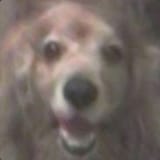 doggie