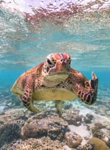 fuck you turtle