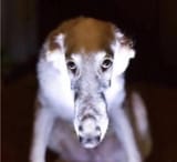 snoot