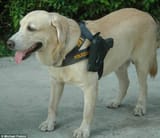 dog-with-gun