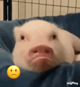 piggy