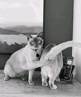 ti68yvwf1d7d1