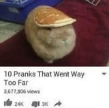 bunny