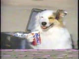 pepsi dog
