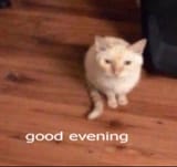 goodevcat