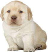 Perro