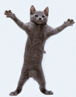 gato dance