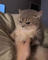 madcat