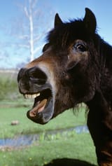 laughing-talking-horse-portrait-vintage-images