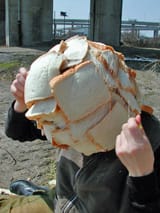 in-bread