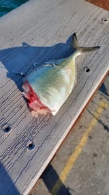 florida_hard_trail_shark_bite
