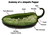 jalapeno-anatomy