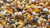 cropped-Grains-and-seeds