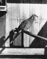 passengerpigeon