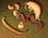 Benthic_GLERL_1