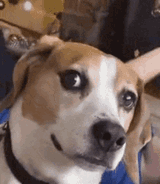 dog-licking-lips