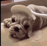 ice-cream-puppy-shocked