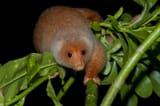 cuscus-2