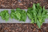 baby, young and mature spinach