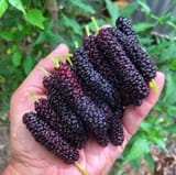 mulberries