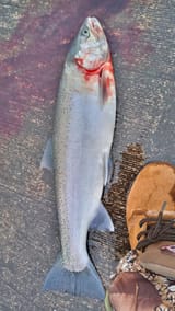 coho