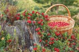 Foraging-for-Lingonberries-1024x683-340906525