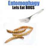 bugs