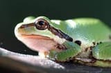 froge wa