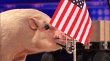 wy-toe piggu