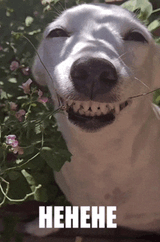 hehehe dog
