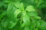 Stevia_plant