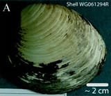 Ming_clam_shell_WG061294R