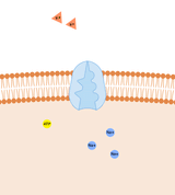 sodium-potassium-pump