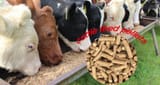 goyfeed