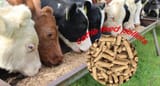 goyfeed