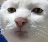 serious-cat-v0-m6fn4mvzvkhd1[1]