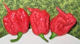 carolina reapers