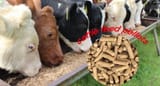goyfeed